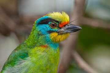 The red-throated barbet (Psilopogon mystacophanos) is a species of bird in the family Megalaimidae