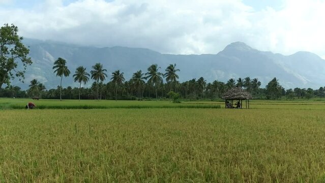 Kollengode,Palakkad- A Border village in Palakkad District Famous for its beautiful vast stretch of paddy fields and waterfalls