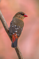 The red avadavat (Amandava amandava), red munia or strawberry finch, is a sparrow-sized bird of the family Estrildidae