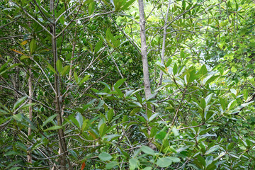 Mangrove forests are located in Indonesia, South Sulawesi province. East Luwu Regency