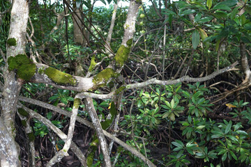 Mangrove forests are located in Indonesia, South Sulawesi province. East Luwu Regency