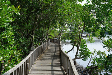 wooden bridge in the Indonesian mangrove forest