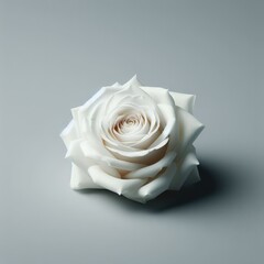 single white rose