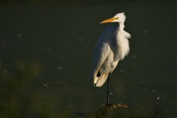 Great egret standing on one foot in a wetland area on a windy day.
