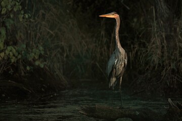 Great blue heron in a swamp with its head highlighted by the setting sun.