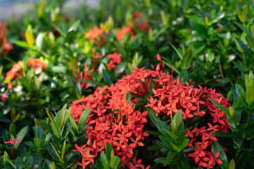 Beautiful red Ixora species flowers in the garden.