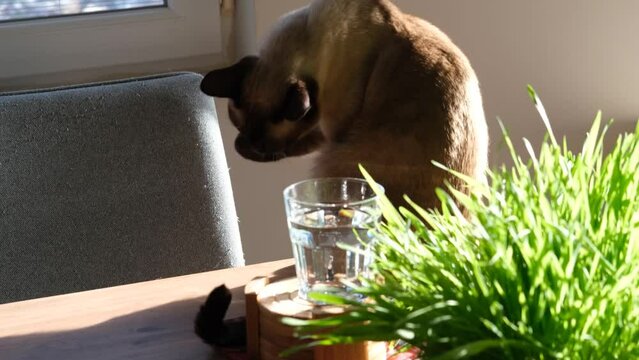 siamese cat cleaning his paws and face sitting on table by window, sunny day, glass of water, bunch of fresh green grass for indoor pets