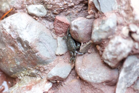 a tiny crab hiding among the rocks