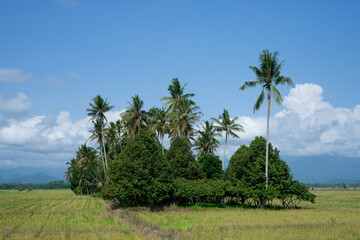 Naklejka premium Green rice fields and natural views of mountains at sunrise in East Luwu, South Sulawesi, Indonesia.