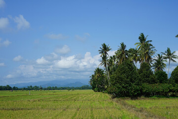 Green rice fields and natural views of mountains at sunrise in East Luwu, South Sulawesi, Indonesia.