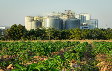 Silver silos on agro-processing and manufacturing plant. Agricultural, cassava and processing plants