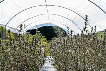A close up of the marijuana farm industry. Beautiful macro and micro shots. Green house, outdoor,...