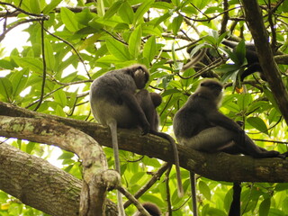 macaca, kandy, borneo, close-up, pictures, animal hair, mammal, cute, eating monkey, monkey on the road, forest, safari, thailand, india, wild monkey, macaca sinica, primate, wild animals, macaque mon
