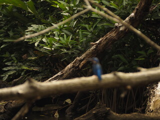 wild bird in sri lanka