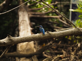 wild bird in sri lanka
