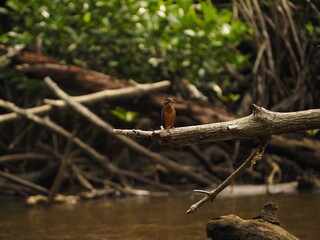 wild bird in sri lanka