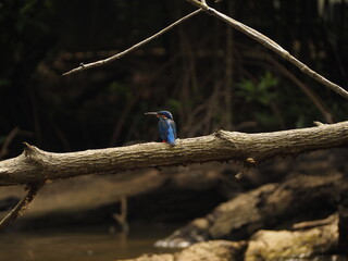 wild bird in sri lanka