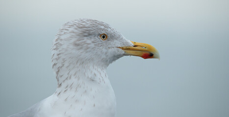 close up of a seagull