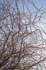 Cold weather in winter. Frozen willow branches covered with ice against the sky. Abstract nature background