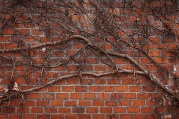 Red brick wall with ivy branches. Autumn and architectural background