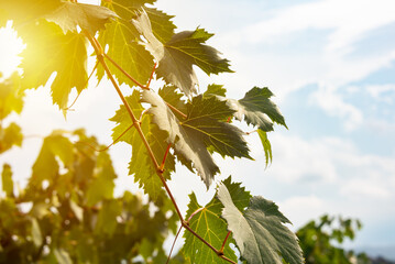 Vine branches and leaves in vineyard