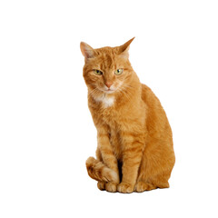 Ginger cat isolated on white background and looking suspiciously at camera. Domestic animals.