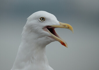 close up of a seagull