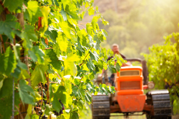 Harvesting grapes in vineyard with tractor