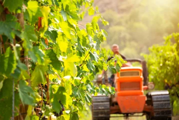 Zelfklevend Fotobehang Harvesting grapes in vineyard with tractor © Maresol