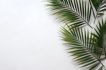  a close up of a palm leaf on a white background with a place for the text on the left side of the image.