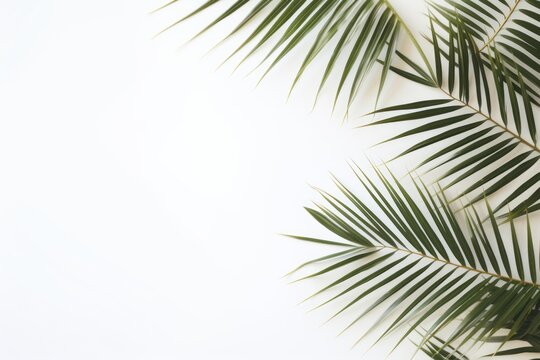  a close up of a palm leaf on a white background with a place for a text or an image to put on it.