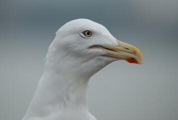 close up of a seagull
