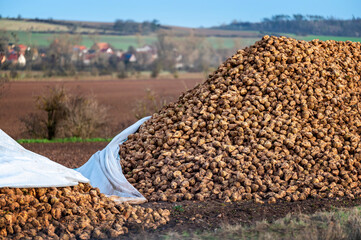 Große Haufen von geernteten Zuckerrüben an einem Feldrand im Winter