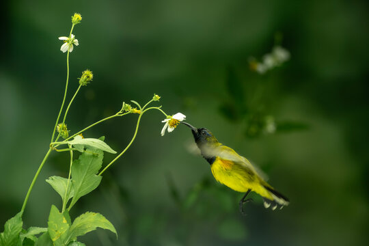 Beautiful Little Yellow Bird