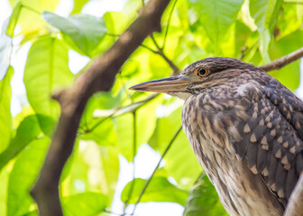 Juvenile Black-crowned Night Heron (Nycticorax nycticorax)