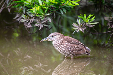 Juvenile Black-crowned Night Heron (Nycticorax nycticorax)