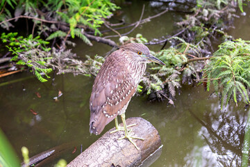 Juvenile Black-crowned Night Heron (Nycticorax nycticorax)