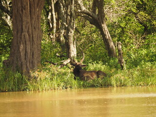 wild deer in sri lanka