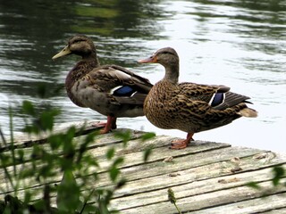 canadian ducks on the jetty