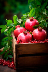 Pomegranate harvest in a box in the garden. Selective focus.