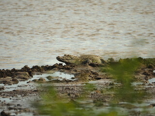 wild crocodile in sri lanka