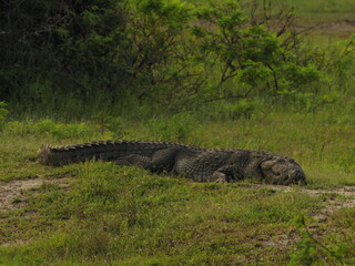 wild crocodile in sri lanka