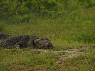 wild crocodile in sri lanka