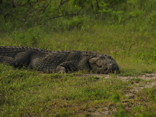 wild crocodile in sri lanka