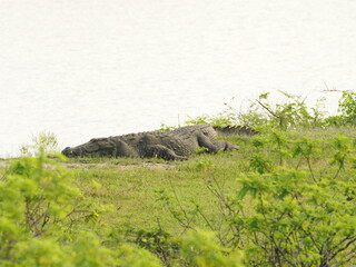 wild crocodile in sri lanka