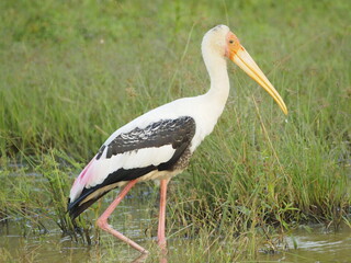 wild bird in sri lanka