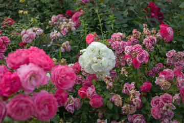 Roses growing in palace garden.Sunny day in summer.