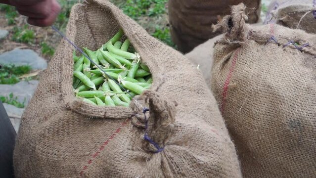 Hands sewing packed bags filled with freshly harvested organic green peas to be transported to the vegetable market. Uttarakhand India.