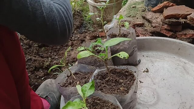 Planting process: housewife carefully relocates 3-week-old chili seeds into small soil-filled plastic bags