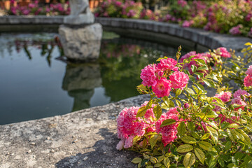 Roses growing in palace garden.Sunny day in summer.